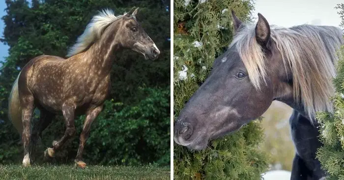 Color and Markings of Rocky Mountain Horse