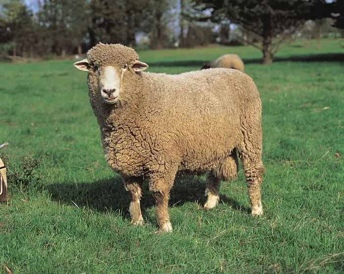 Corriedale Sheep