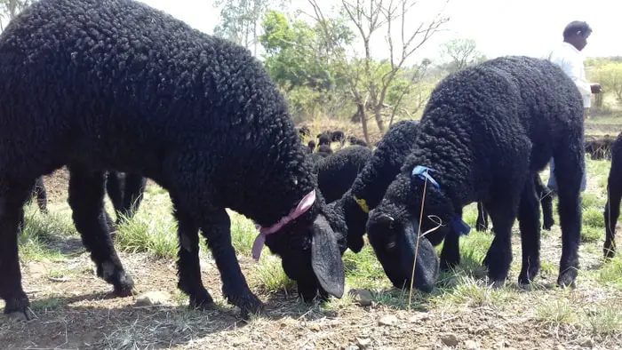 Deccani Sheep