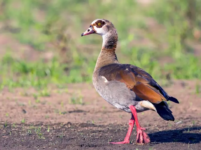 Egyptian Goose