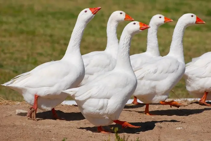 Embden Goose