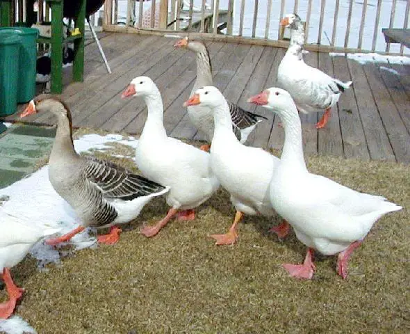 Goose Breeds