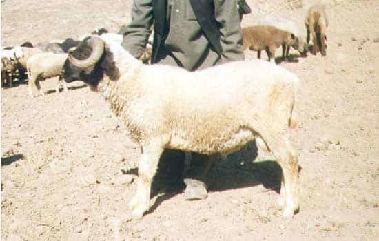 Gurez Indian Sheep