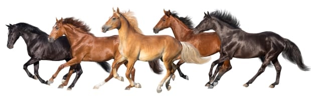 Horse Breeds of America