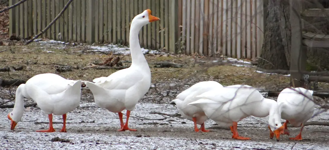 Huoyan Goose