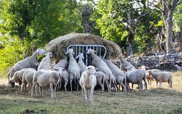 Indian Sheep Breeds