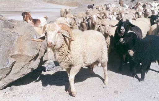 Indian Sheep