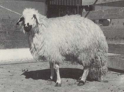 Kooka Sheep Breeds of Pakistan