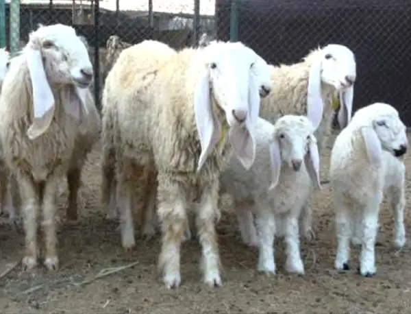 Lohi Sheep