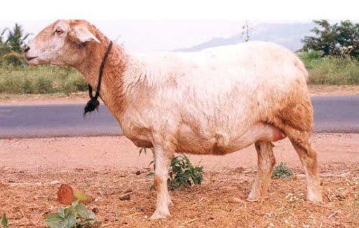 Mandya Indian Sheep