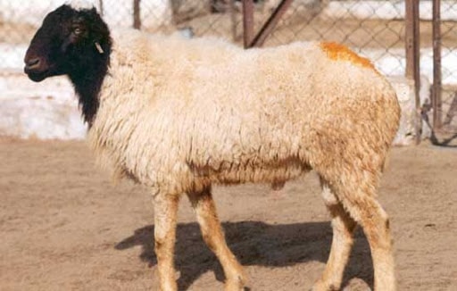 Marwari Sheep of India