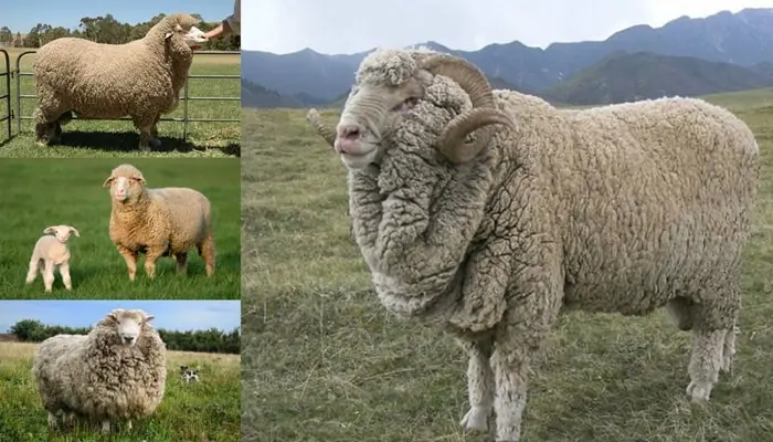 Merino Sheep Breeds