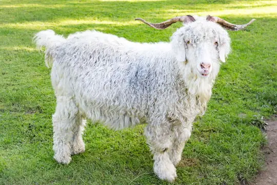 Mohair of Angora Goats