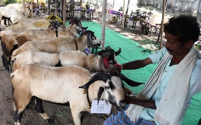 Nellore Sheep