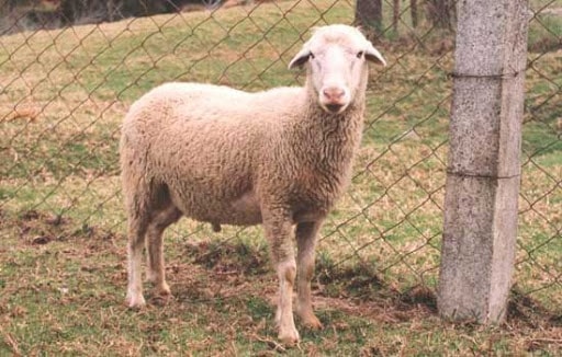 Nilgiri Sheeps Breed