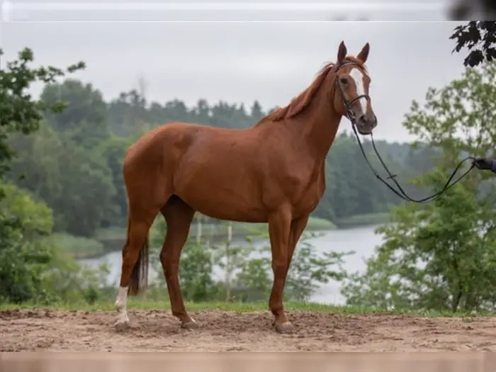 Physical Characteristics of Horse