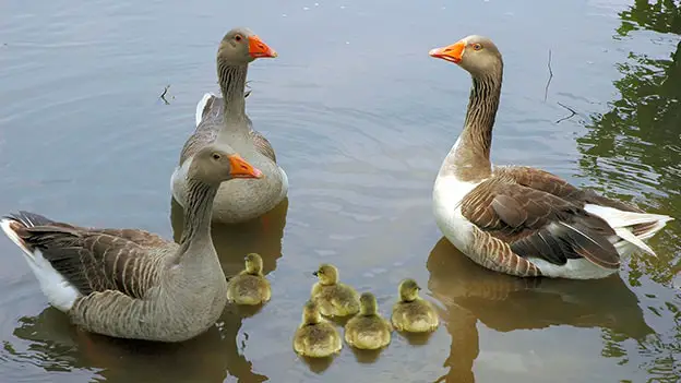 Pilgrim Goose