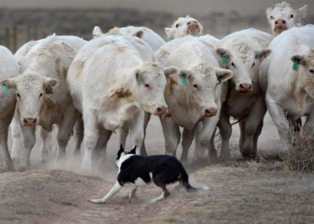 Prevention of Rabies in Cattle