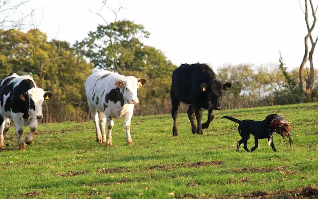 Rabies in Cattle: Causes, Signs, Transmission, Prevention, and Control