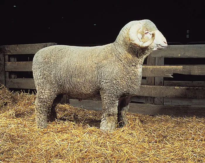 Rambouillet Sheep