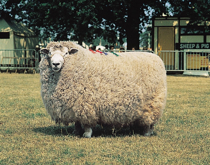 Romney Marsh Sheep