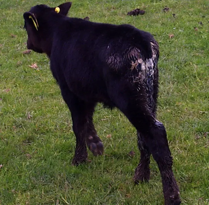 Rotavirus in Calves