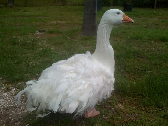 Sebastopol Goose