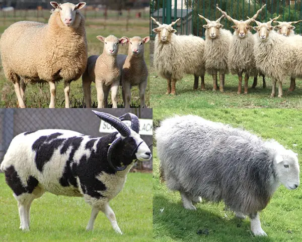 Sheep Breeds