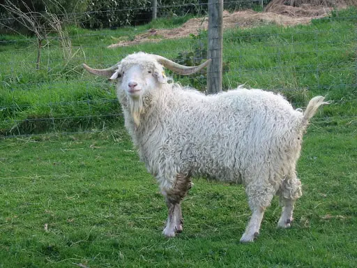 Size of Angora Goat