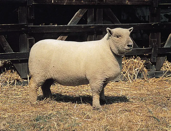 Southdown Sheep