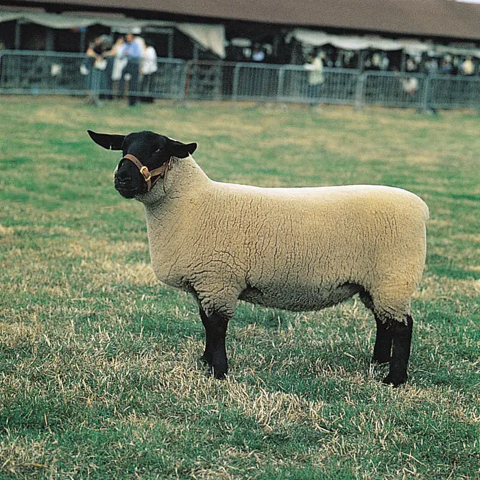 Suffolk Sheep