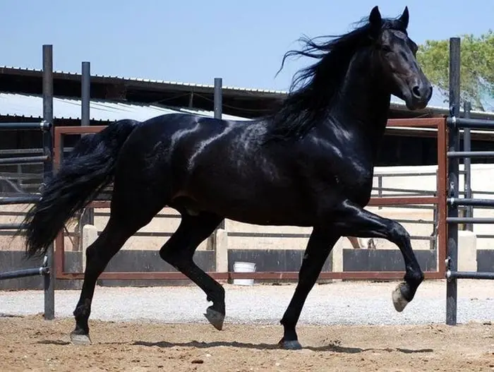 Tennessee Walker Horse