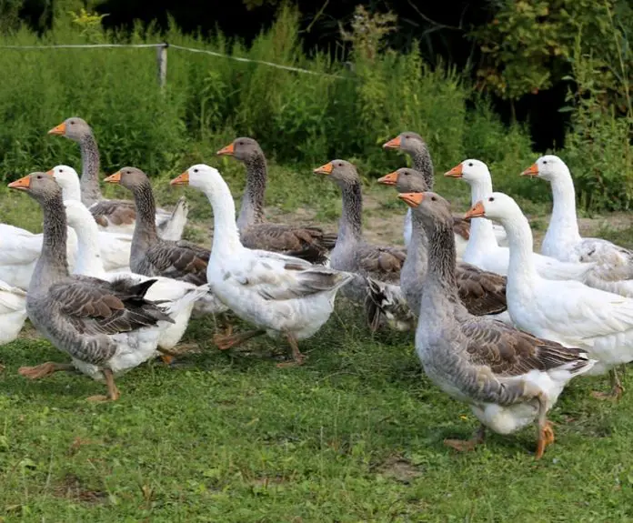 Types of Domestic Goose Breeds