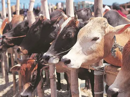 Vibriosis in cattle