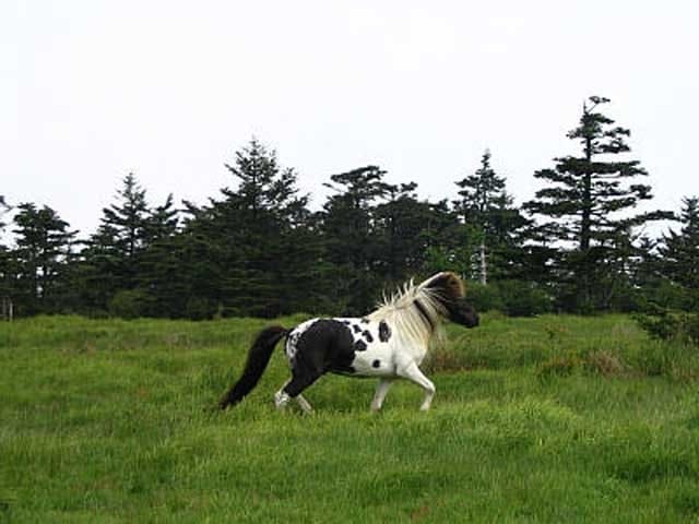 Virginia Highlander Horse Breed