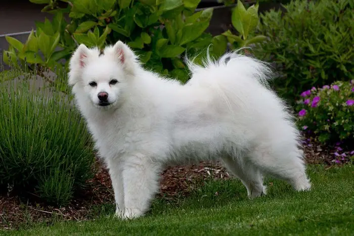 American Eskimo Dog