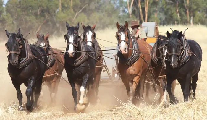 Australian Draught Horse