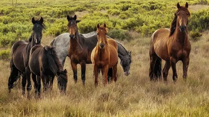 Australian Horse Breeds