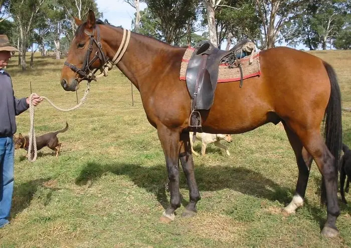 Australian Stock Horse