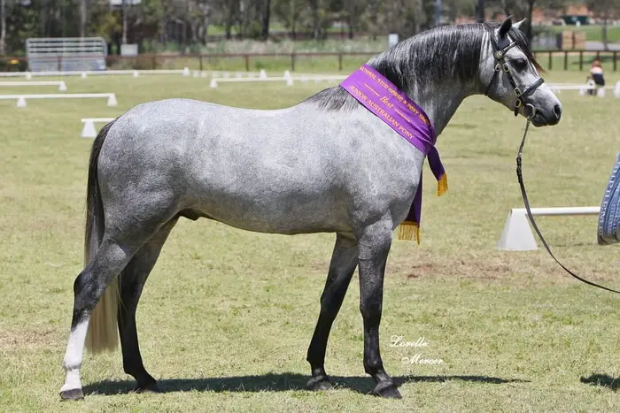 Australian Stud Saddle Pony