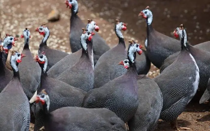 Backyard Poultry