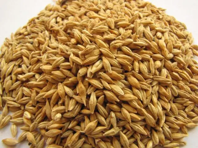 Barley as Horse Feed