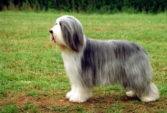 Bearded Collie