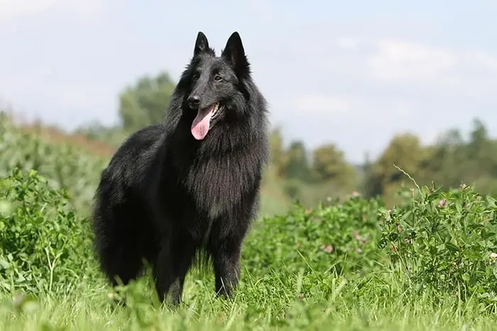 Belgian Sheepdog