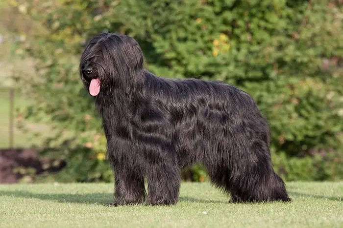 Briard Dog