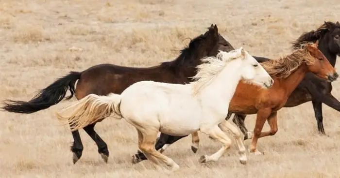 Brumby Horses