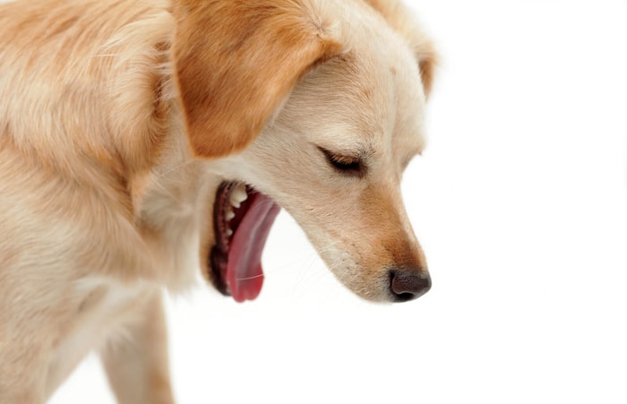 Causes of Vomiting in Dogs