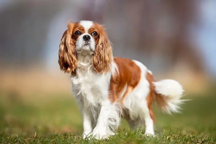 Cavalier King Charles Spaniel