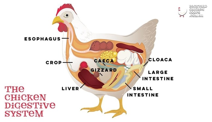 Chicken Digestive System