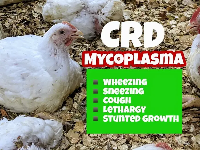 Clinical Signs of CRD and Mycoplasma